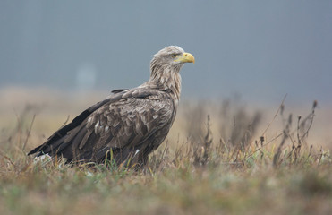 White tailed eagle (Haliaeetus albicilla)