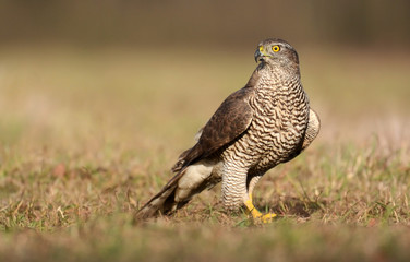 Northern goshawk (Accipiter gentillis)