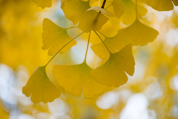 Ginkgo biloba details