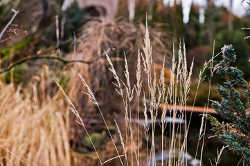 Tall grass of  feather reed