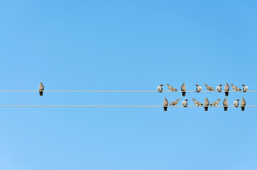 Individuality concept, birds on a wire