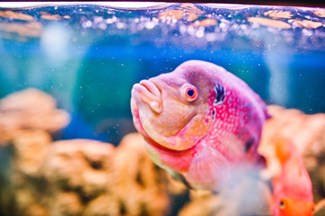 Funny aquarium fish with bubbles