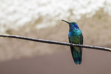 Fototapeta premium Green Violet-Ear Humming Bird (Colibri thalassinus) sitting on a branch ,Monte Verde , Costa Rica