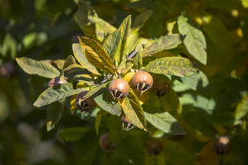 close up of a medlar tree with fruits