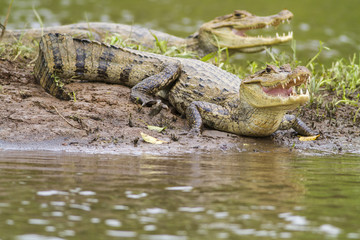 Fototapeta premium Two Caymans (Caiman crocodilus fuscus)