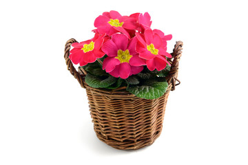 pink potted primula (primrose) on isolated background