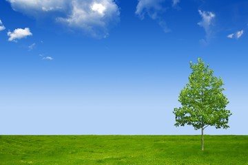 Fototapeta na wymiar Blue sky, green grass and beautiful tree