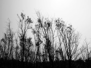 Silhouette tree