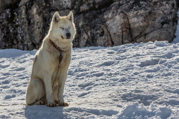 Greenlandic sledding dog husky