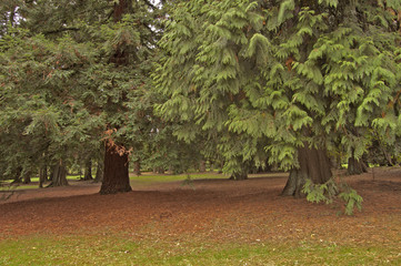 Or&eacute;e de for&ecirc;t