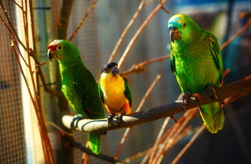 green and yellow colored parrots on branch.