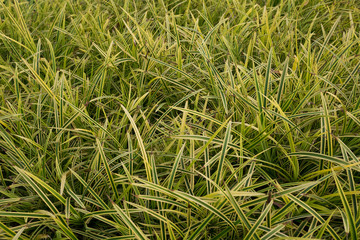 grass background with green and yellow color