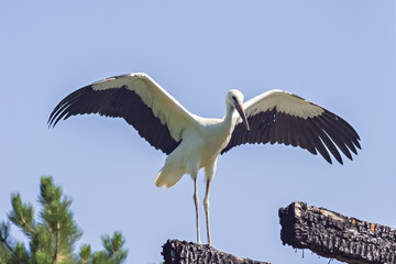 Young white stork in front of a clear blue sky