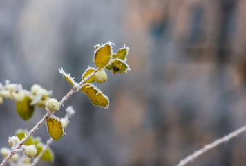 Hoarfrost on the bushes and berries of snowberry