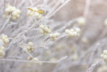 Hoarfrost on the bushes and berries of snowberry