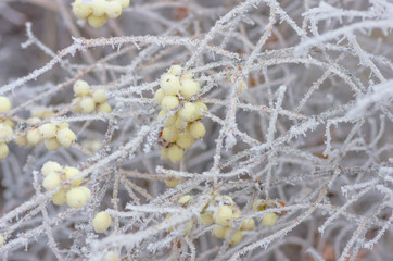 Hoarfrost on the bushes and berries of snowberry