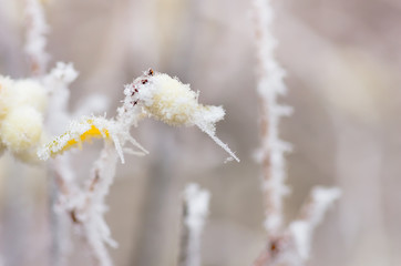 Hoarfrost on the bushes and berries of snowberry