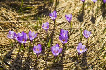 Crocus