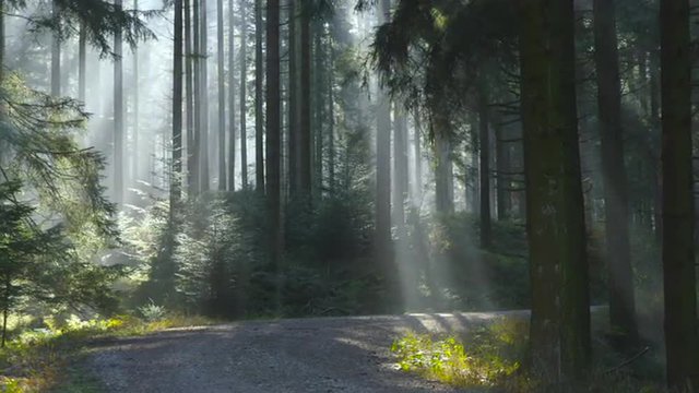 Sonnenstrahlen durchfluten &Ouml;sterreichs W&auml;lder