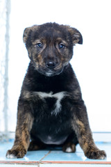 portrait little puppy