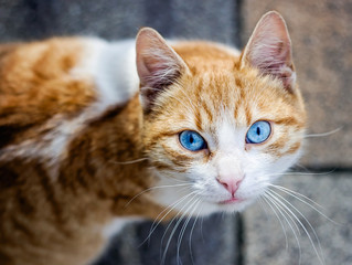 Hermoso gato con ojos azules