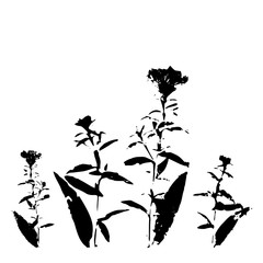 Ink drawing wild flowers