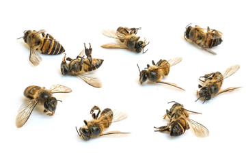Closeup group of dead bee isolated on white background