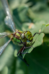 La libellule verte Anax empereur femelle