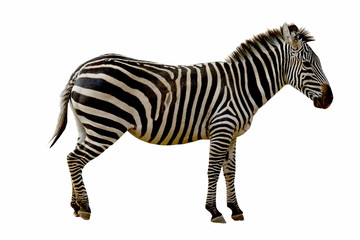 Obraz premium Zebra isolated on white background