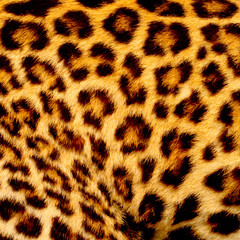 Real jaguar skin