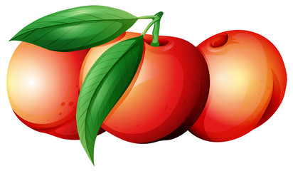 Fresh nectarines with leaves