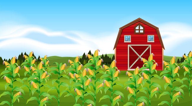 Scene with corn field