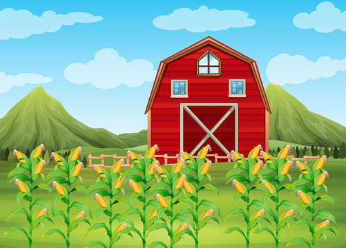 Field of corn and red barn