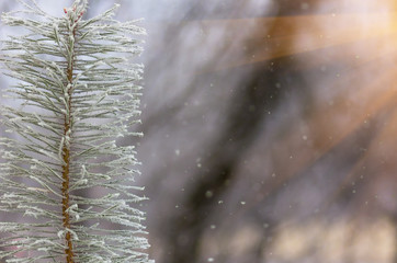 hoarfrost snow on pine, spruce