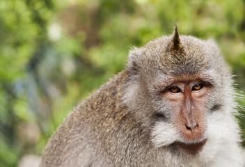 Wildlife Monkey Portrait