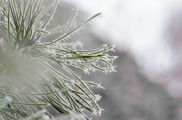 hoarfrost snow on pine, spruce