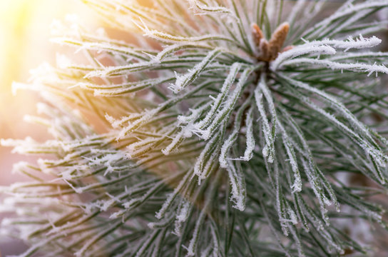 Fototapeta hoarfrost snow on pine, spruce