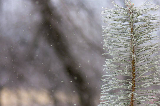 Fototapeta hoarfrost snow on pine, spruce
