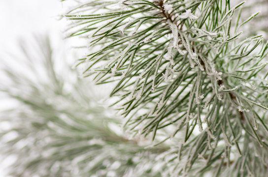 Fototapeta hoarfrost snow on pine, spruce