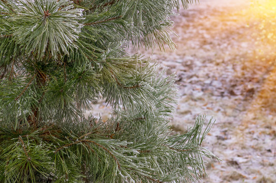 Fototapeta hoarfrost snow on pine, spruce