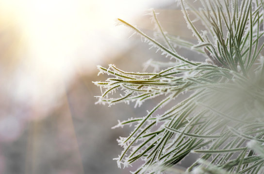 Fototapeta hoarfrost snow on pine, spruce
