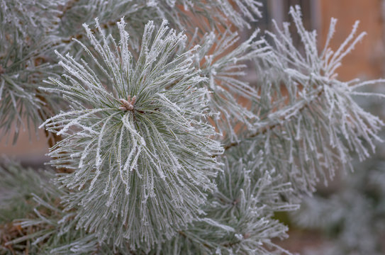 Fototapeta hoarfrost snow on pine, spruce