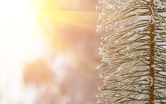 Fototapeta hoarfrost snow on pine, spruce