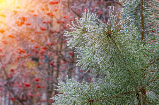 Fototapeta hoarfrost snow on pine, spruce