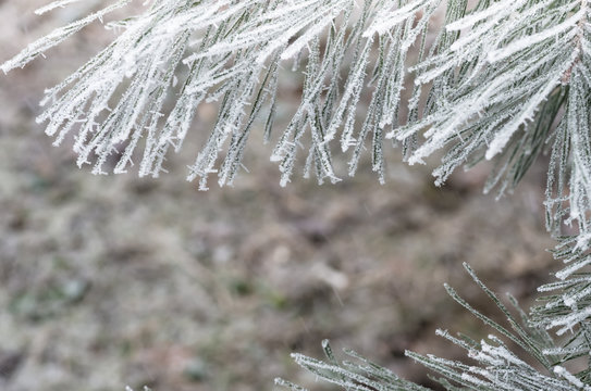 Fototapeta hoarfrost snow on pine, spruce