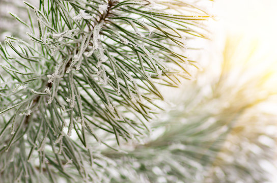 Fototapeta hoarfrost snow on pine, spruce