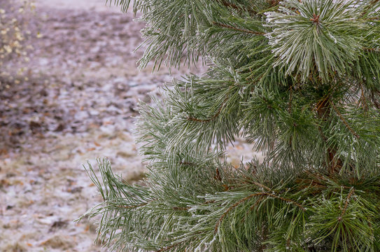 Fototapeta hoarfrost snow on pine, spruce