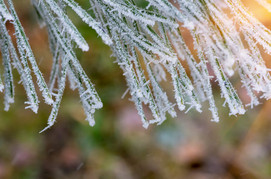 Fototapeta hoarfrost snow on pine, spruce