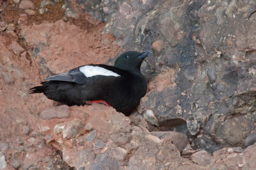 Guillemot à miroir au repos dans la falaise