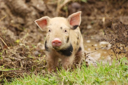 Cute piglet on farm

Image ID:351849806